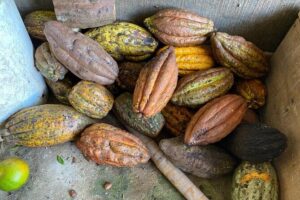 Chocolate tour near Medellin - Pickup from Medellín and the ride to the cocoa farm