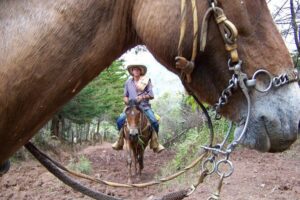 Coffee Tour In Horse Riding and Lunch In Medellin - Inside The Finca Coffee Process: Tastings, Coffee Picking, And How It Adds Up