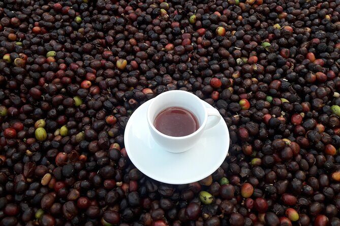 Coffee Tour in Medellin, Transportation, Snack and Lunch. - Medellín pickup to the coffee hills: how the day starts