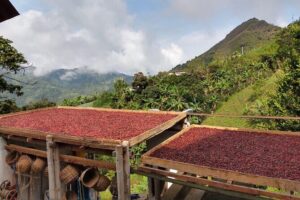Coffee Tour in Medellin, Transportation, Snack and Lunch. - Tastings and snacks: why this is more than a coffee story