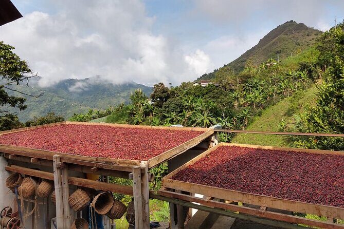 Coffee Tour in Medellin, Transportation, Snack and Lunch. - Tastings and snacks: why this is more than a coffee story