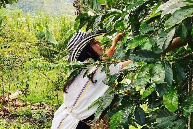 Coffee tour in Medellín with tastings and transportation - Medellín to San Sebastián de Palmitas: the quick mountain reset