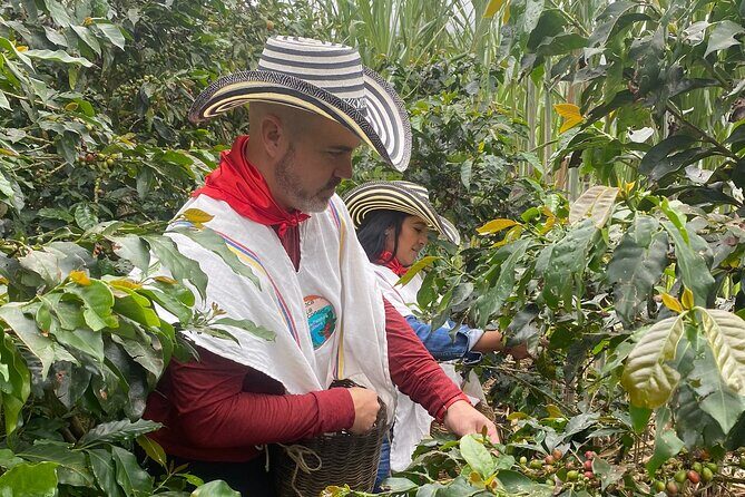 Coffee tour in Medellín with tastings and transportation - Coffee harvesting and the picking contest: learn by doing