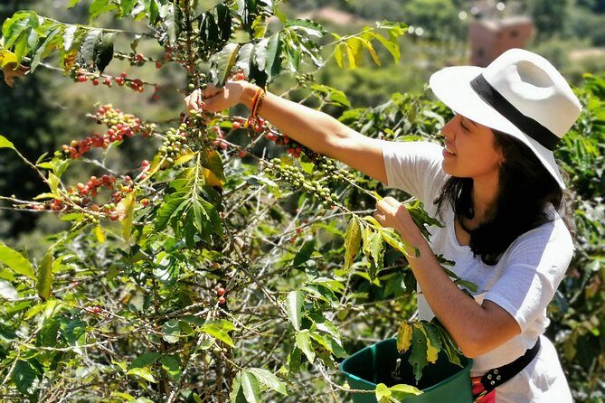 Coffee Tour in the Beautiful Jardin Town: Adventure in the Andes - Getting out of Medellín: private pickup and the mountain drive