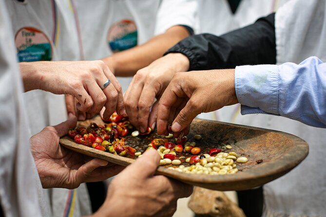 Coffee Tour with arrival on horseback and sugar cane processing - The Ride Up: Short, Scenic, and Actually Fun
