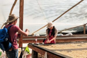 Half-Day Coffee Tour: From the Seed to the Cup, Farm & roastery - Price and what you actually get for $76