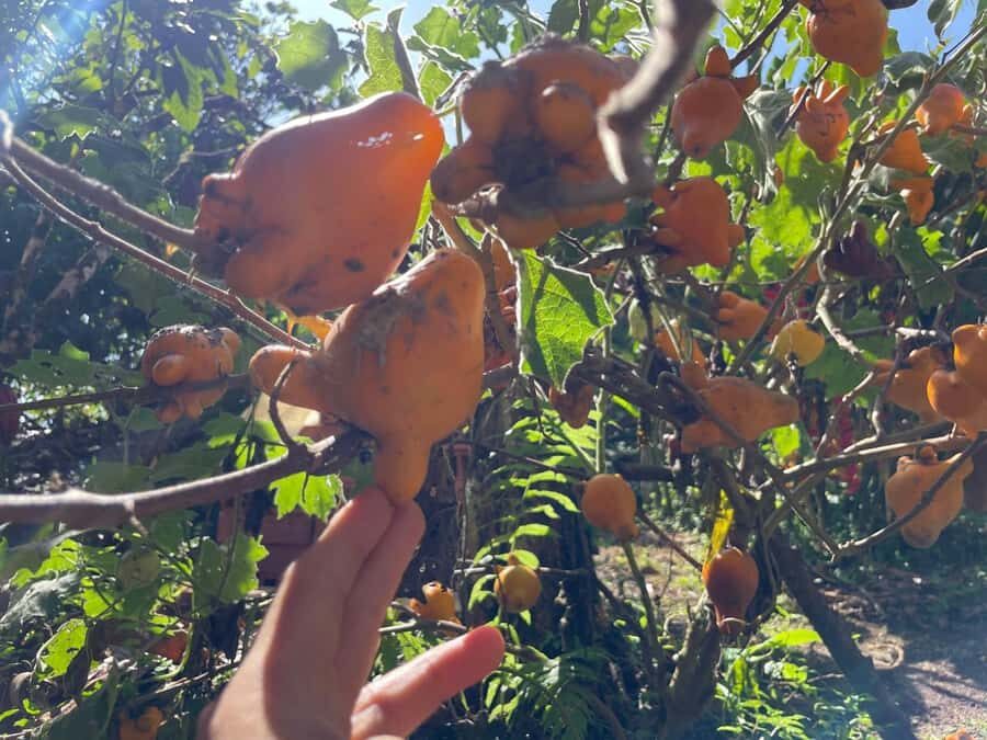 Medellín: Chocolate Tour & Exfoliation in beautiful river - Price and value: is $170 fair for an 8-hour private tour?