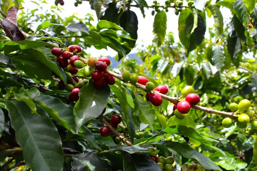 Medellín Coffee Farm Tour with Trolley and Cable Car Ride - Price and value: does $56 make sense?