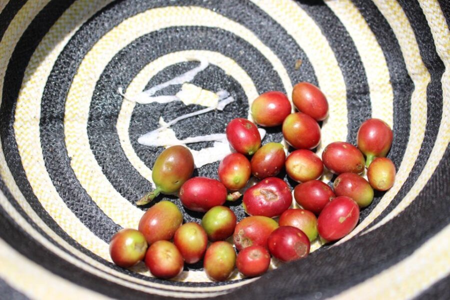 Medellin: Coffee Tour with Hotel Transfers and Meals - Coffee production, step by step: plant, harvest, roast, milling