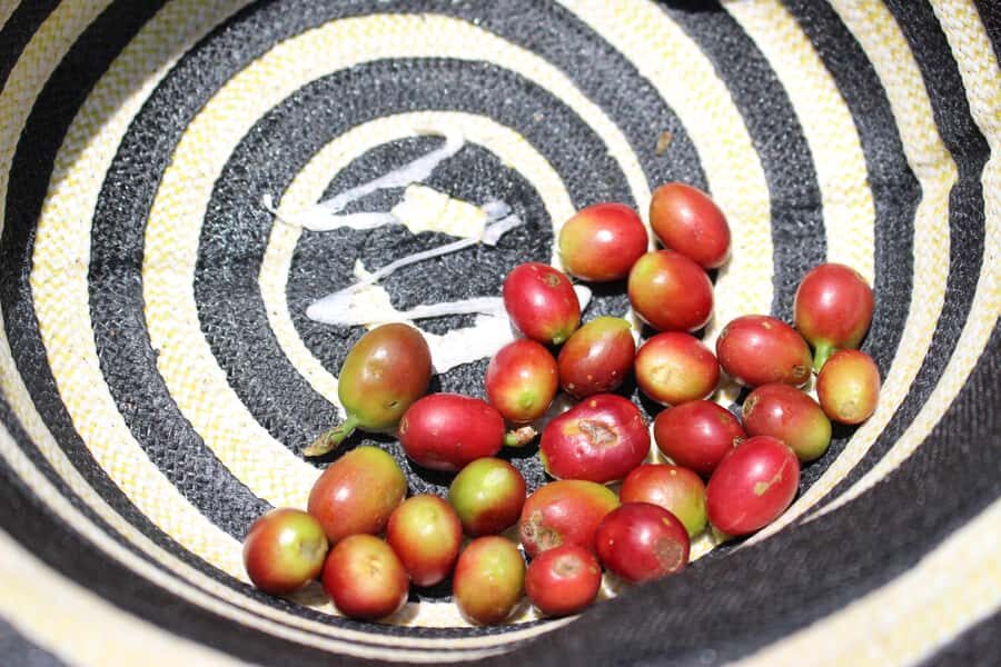 Medellin: Coffee Tour with Hotel Transfers and Meals - Coffee tasting that actually teaches you how to notice