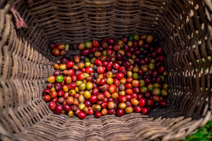 Medellin: Coffee Tour with Transport, Snacks and Tastings - Key points before you go