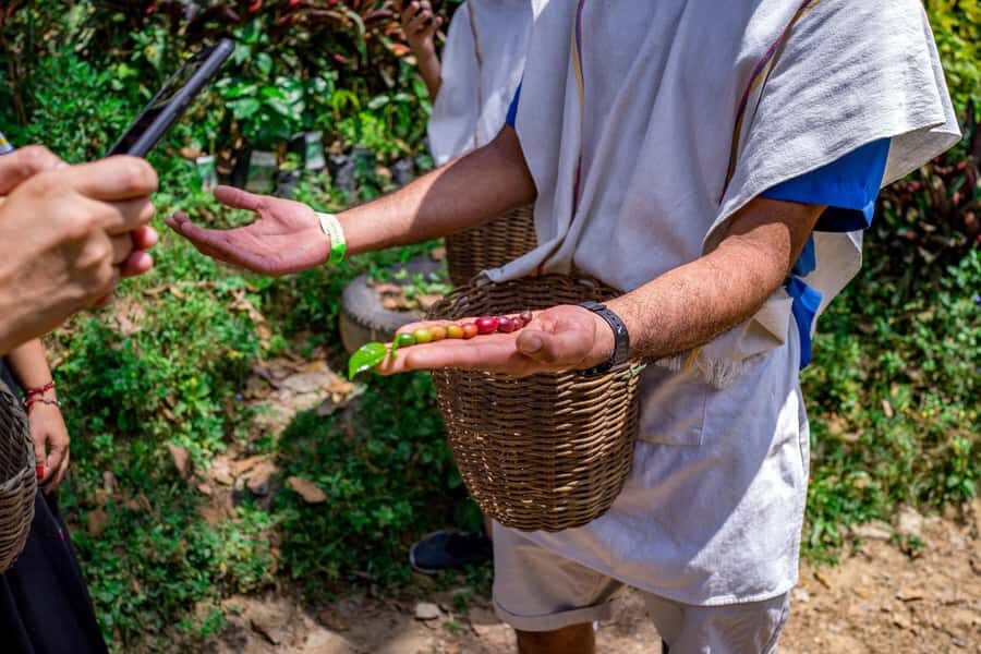 Medellin: Coffee Tour with Transport, Snacks and Tastings - From Medellín to a working coffee farm in San Sebastián de Palmitas