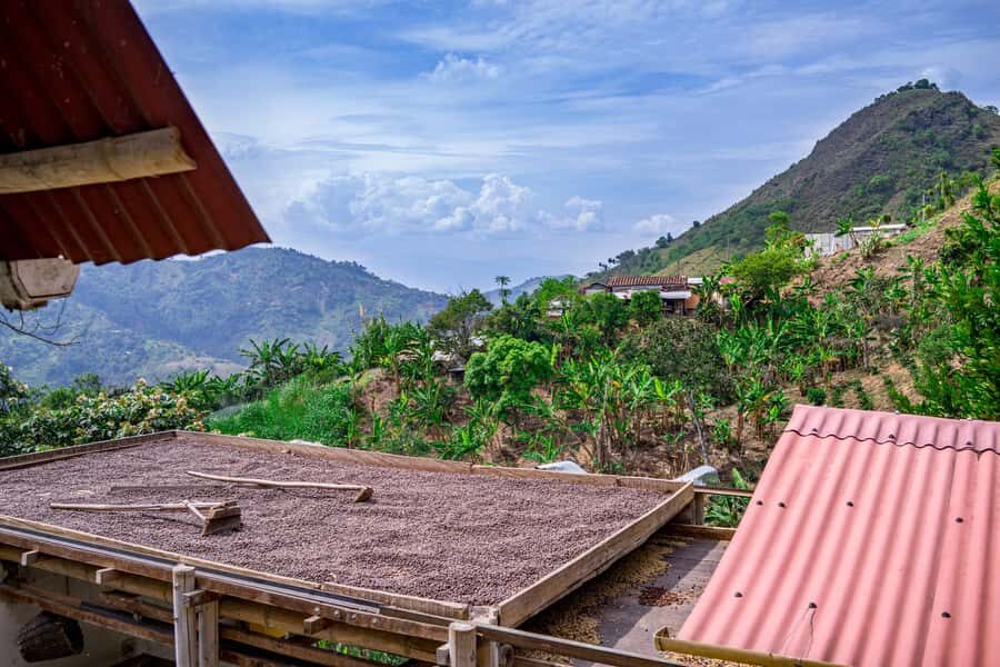 Medellin: Coffee Tour with Transport, Snacks and Tastings - The farm walk and bean-picking moment you’ll remember
