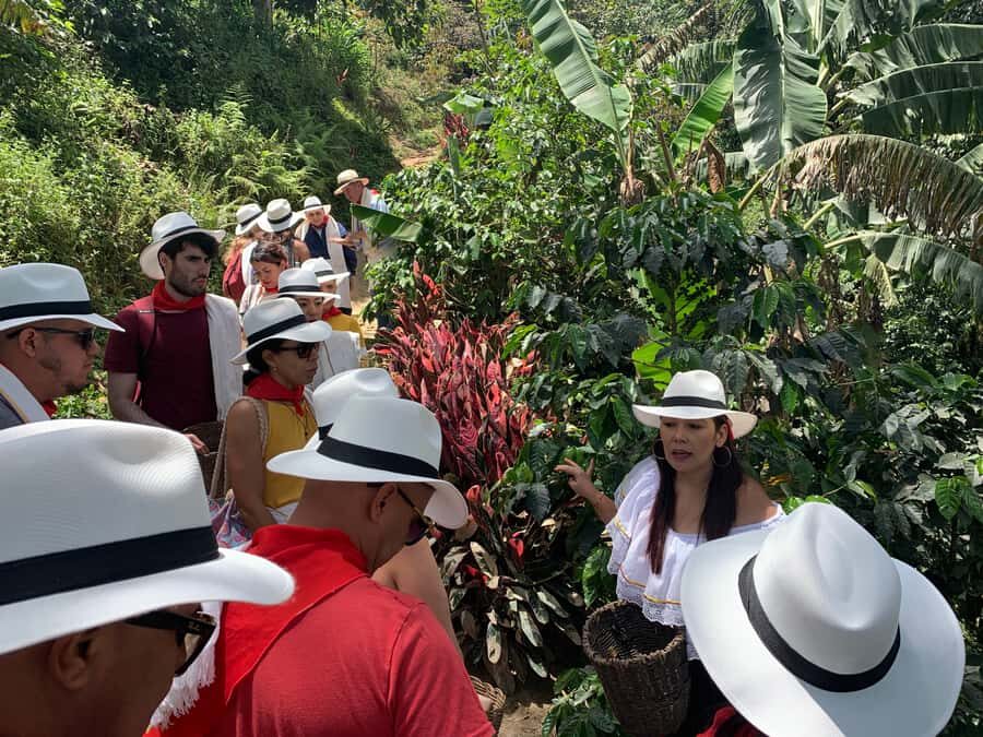 Medellin: Coffee Tour with Transport, Snacks and Tastings - Coffee processing lessons: from harvest to drying and the flavors you taste later