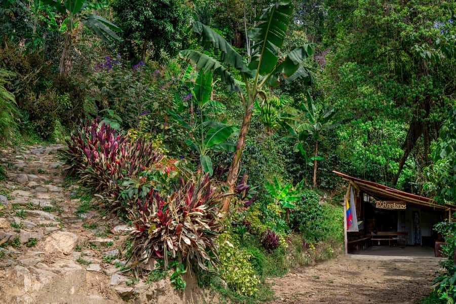 Medellin: Coffee Tour with Transport, Snacks and Tastings - Optional 45-minute horseback ride through coffee-and-sugarcane scenery