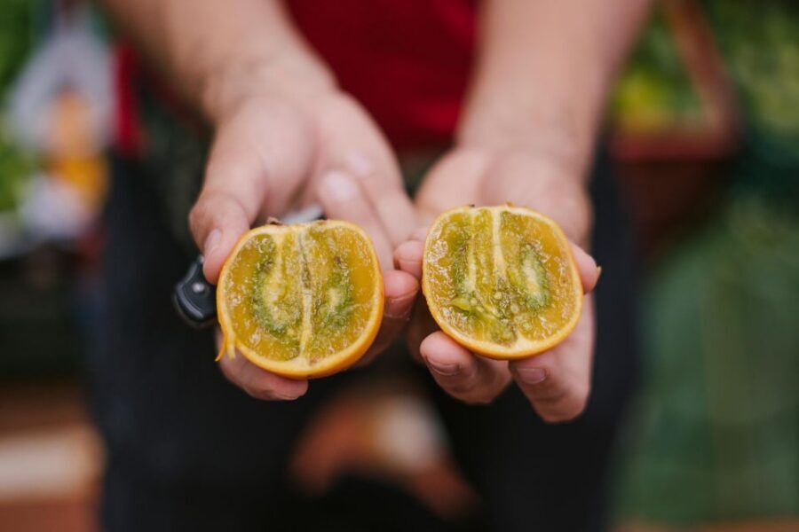 Medellín: Guided Exotic Fruits Tour - Should you book the Medellín Exotic Fruits Tour?