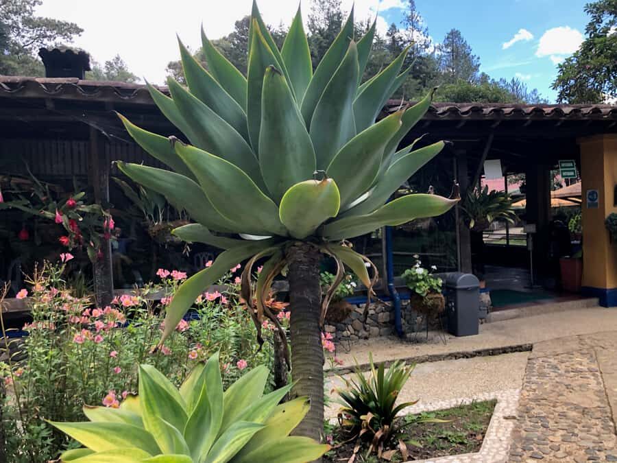 Medellín: Half-Day Private Colonial Towns Tour - Pit Stop at Salto del Tequendamita Waterfall