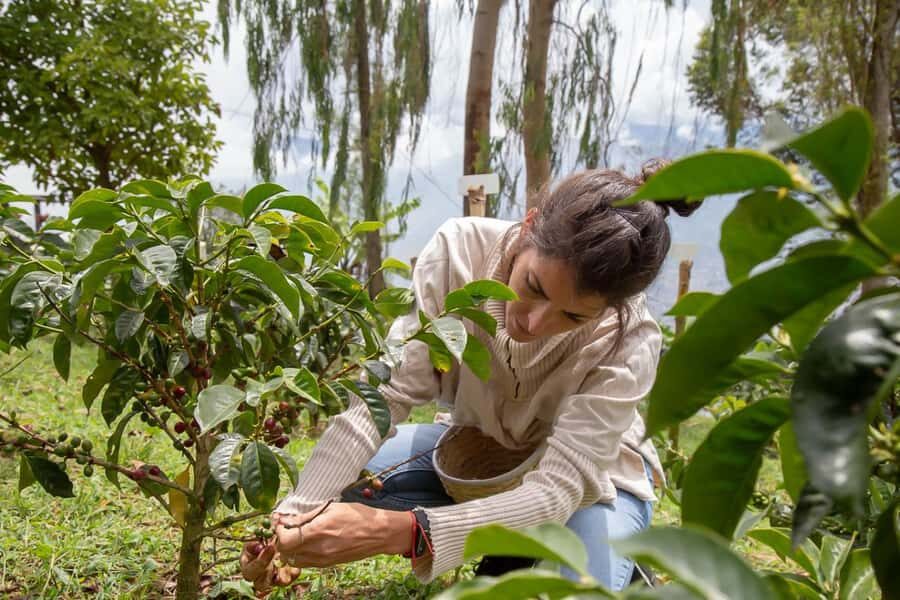 Medellin: Horseback Riding Coffee Farm Tour with Coffee Spa - Medellín’s Don Leandro coffee day: why this combo works