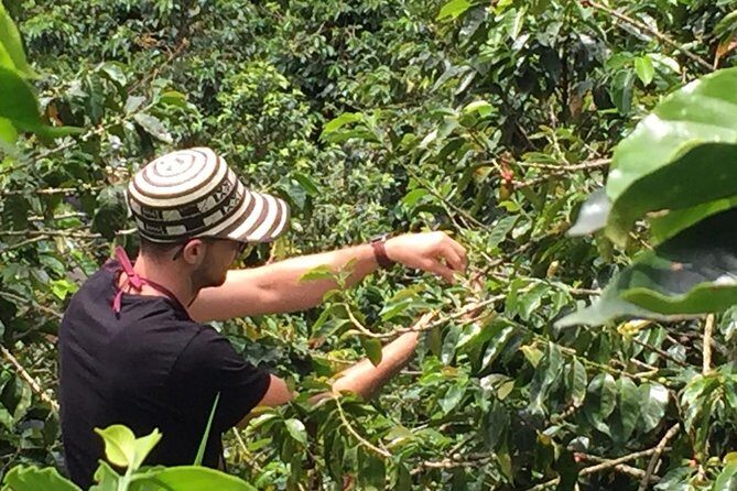 Private Coffee Farm Tour in Medellin: Real Authentic Experience - Stop 3 in Sabaneta: threshing to green coffee, roasting levels, grinding, and packing