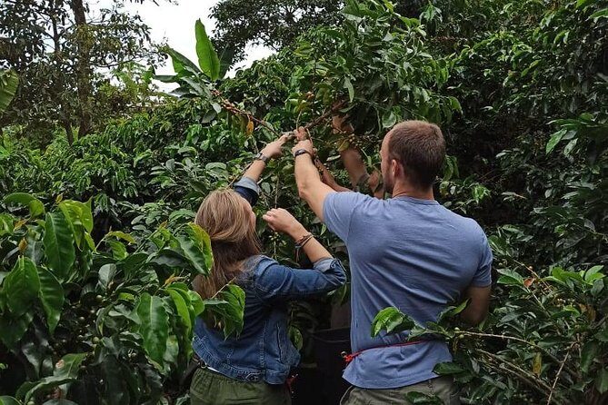 Private coffee tour near Medellín, from bean to cup. - From pick-up to Sabaneta: the start that sets the tone