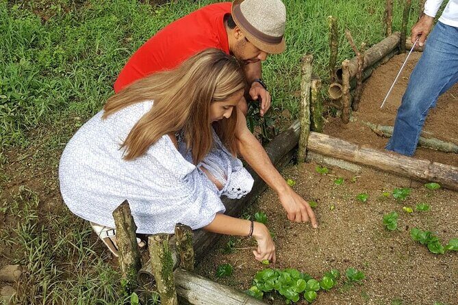 Private coffee tour near Medellín, from bean to cup. - The family farm part: what you actually learn