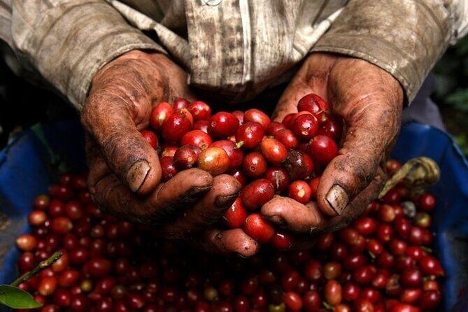 Private Half-Day Coffee Tour at Family Farm Close to Medellín! - From Medellín to Sabaneta: A Fast Country Escape for Short Schedules