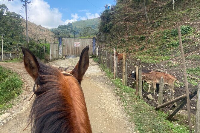 Scenic Horseback Riding in the Medellín Mountains - What the trail feels like: pines, creeks, and open countryside
